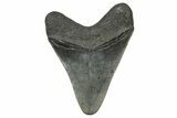 Serrated, Fossil Megalodon Tooth - South Carolina #341496-1